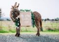 Company Hires Out Donkeys To Serve Guests Booze At Your Wedding