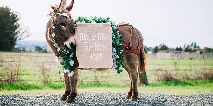 Company Hires Out Donkeys To Serve Guests Booze At Your Wedding