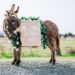Company Hires Out Donkeys To Serve Guests Booze At Your Wedding