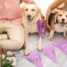 7 Adorable Ways To Make Your Pet The Guest Of Honour At Your Wedding