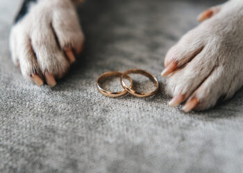 Why you should get your engagement ring insured, especially if you have a dog