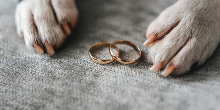Why you should get your engagement ring insured, especially if you have a dog